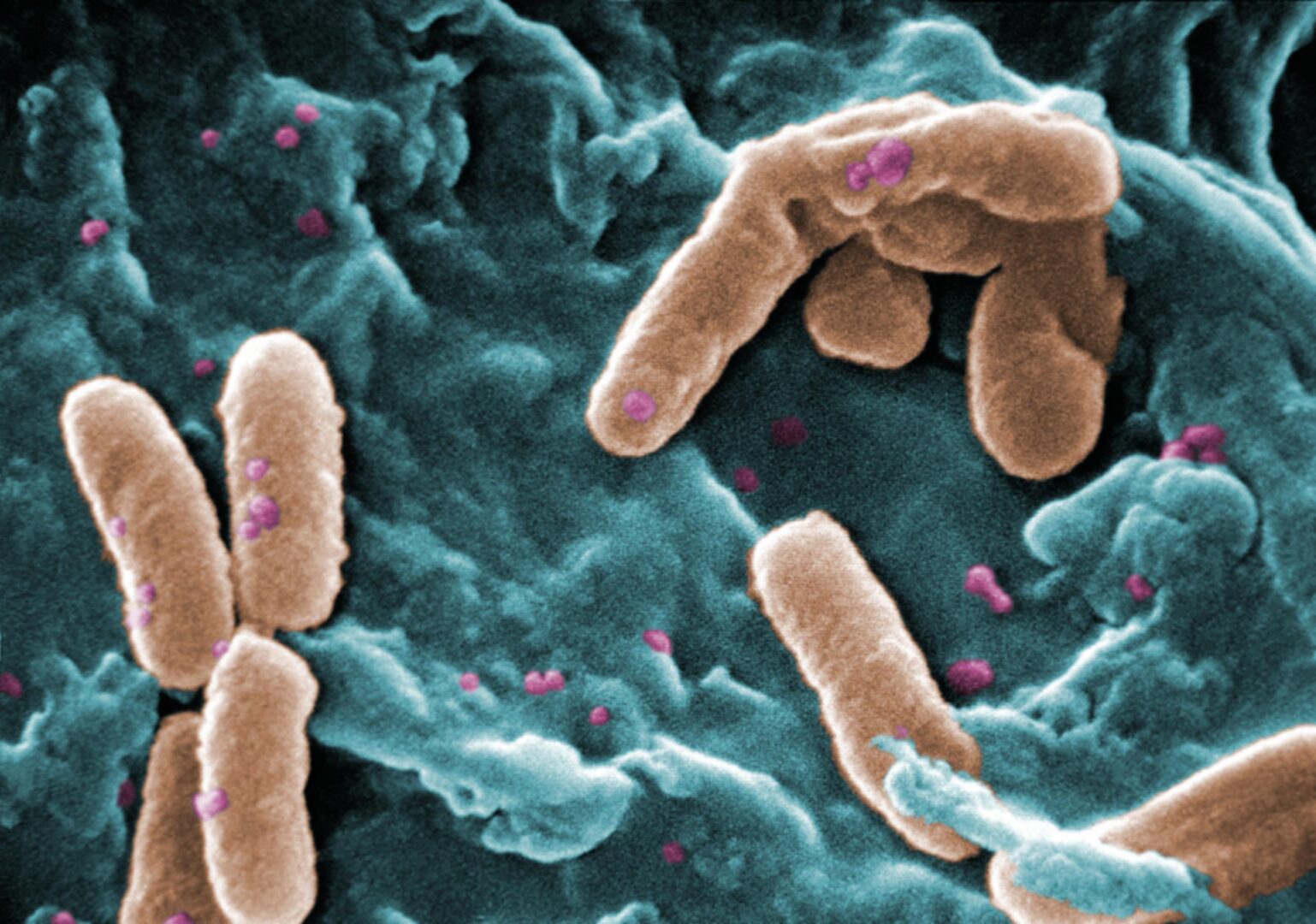 Bacteria: the target of antibiotics - Mutans